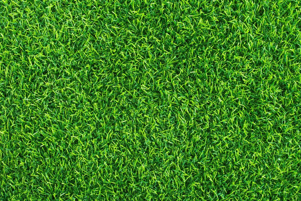 A close up of a lush green field of grass — Quality Lawns and Gardens in Raworth, NSW