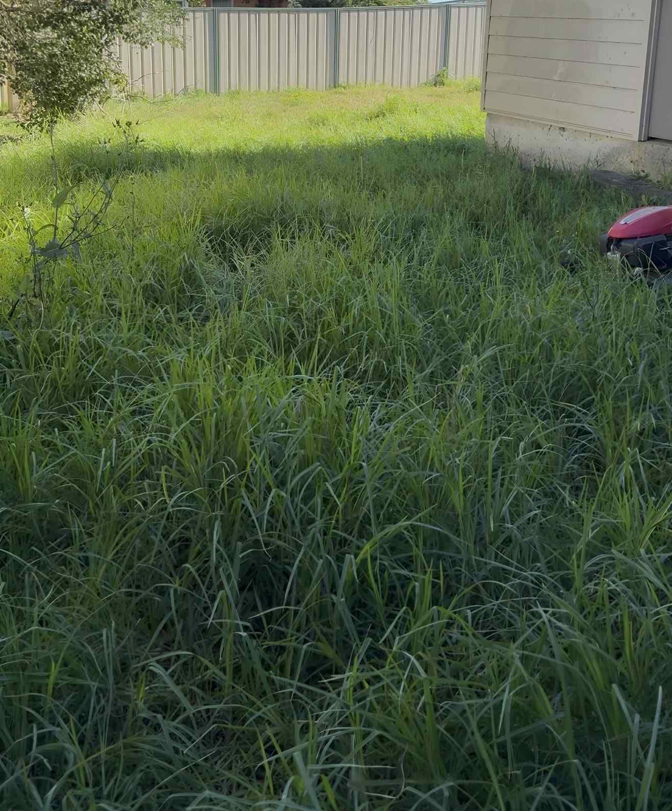 Overgrown Backyard With Tall Green Grass — Quality Lawns and Gardens in Raworth, NSW