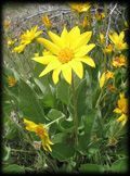 A yellow flower with a yellow center is surrounded by green leaves.