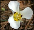 A close up of a white flower with a yellow center.