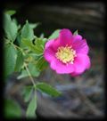 A close up of a pink flower with a yellow center surrounded by green leaves.