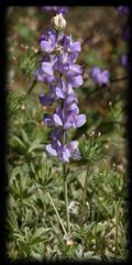 A close up of a purple flower growing in the grass.