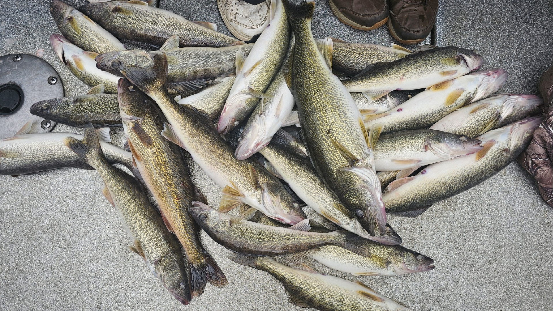 A pile of freshly caught fish lying on a rough concrete surface.