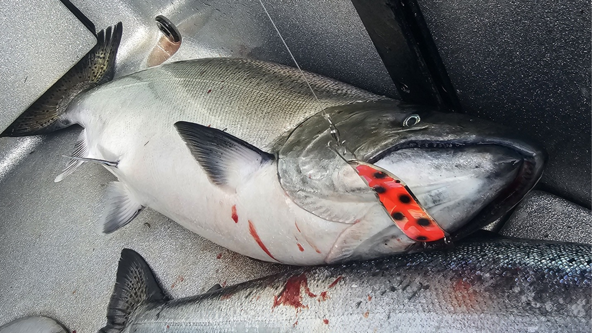 Large tuna with a red tag on its side lying on a wet boat deck