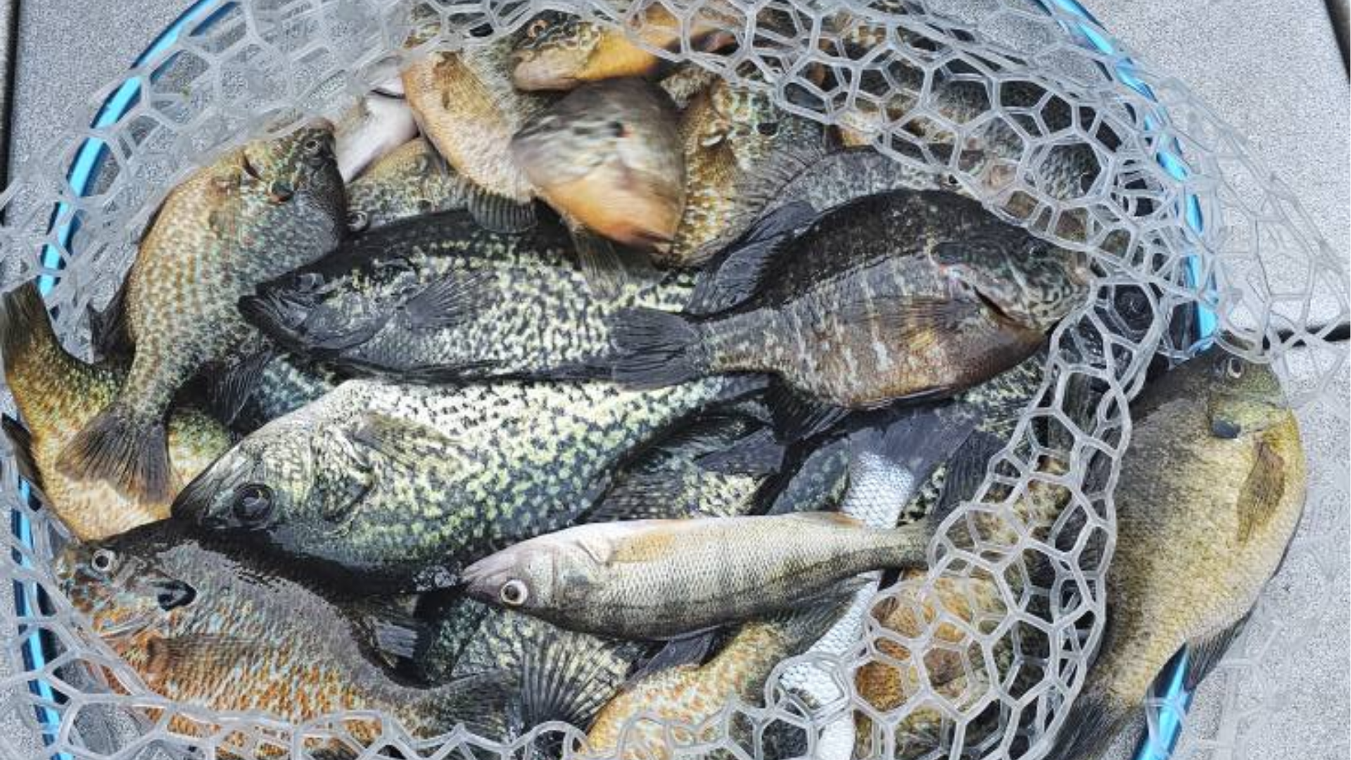 Basket of assorted fresh fish in a net, including dark and silver fish on a blue surface.