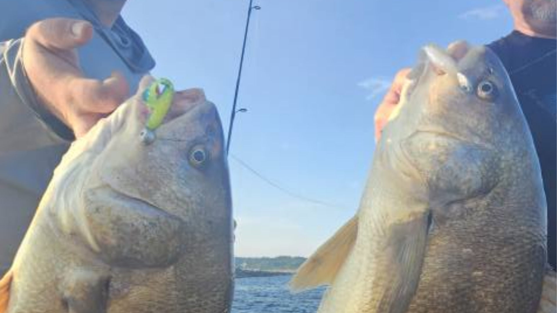 Two large fish being held up by hands on a boat, with a fishing rod and blue sky in the background.