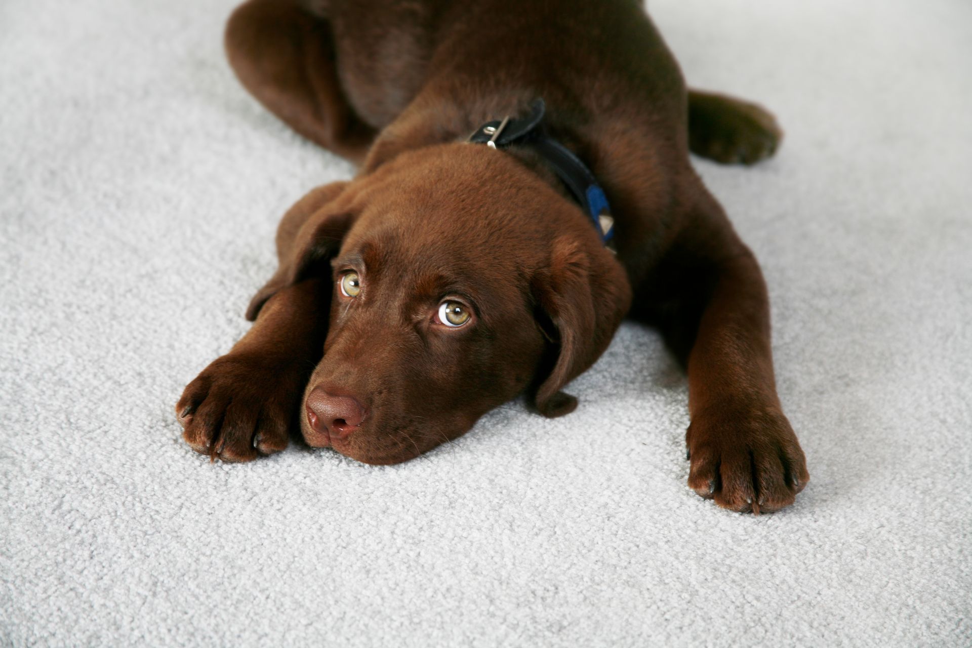 Chocolate Labrador puppy resting on a light-colored carpet, looking towards the viewer.