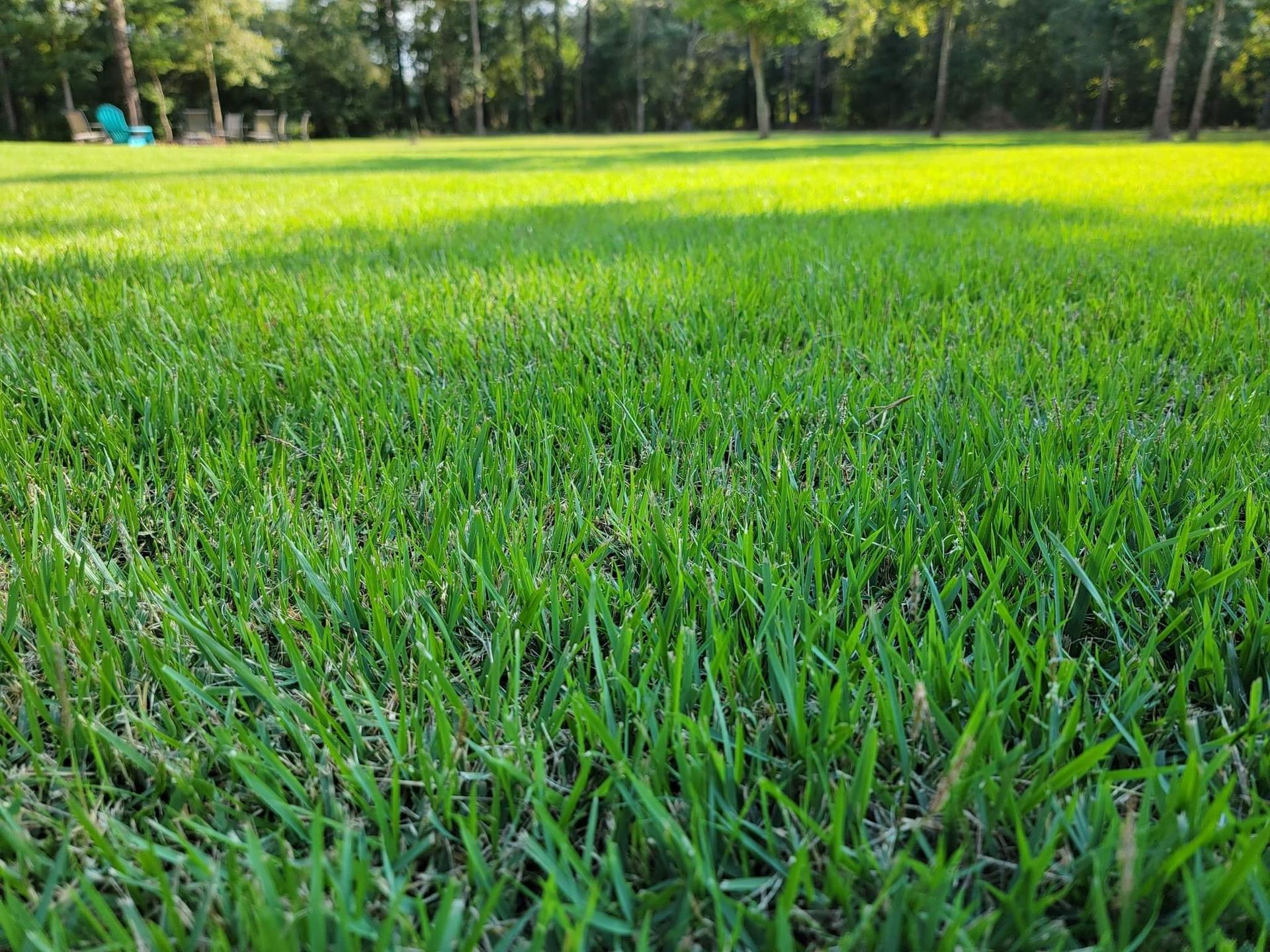 A person is cutting a hedge with a hedge trimmer.