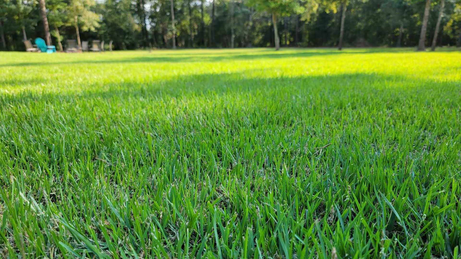 A vibrant, lush green lawn stretches toward a tree line under bright, natural sunlight, with blue chairs in the distance.