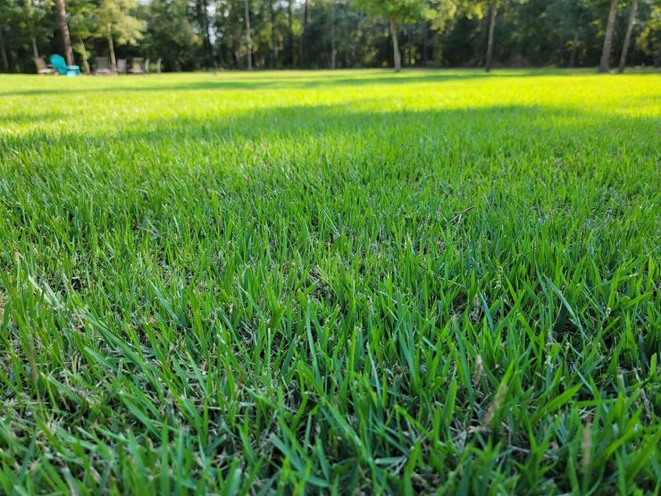 A lush, vibrant green lawn stretches toward a tree line in the background under soft, natural lighting.