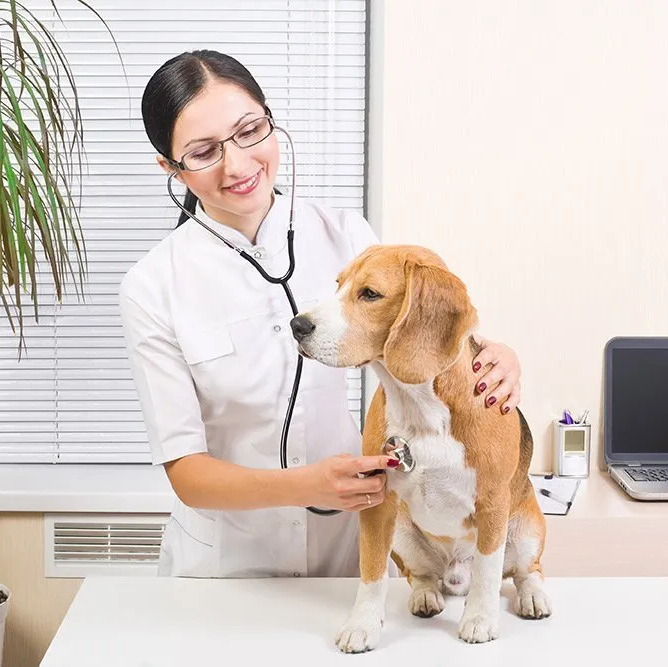Dog at veterinarian clinic