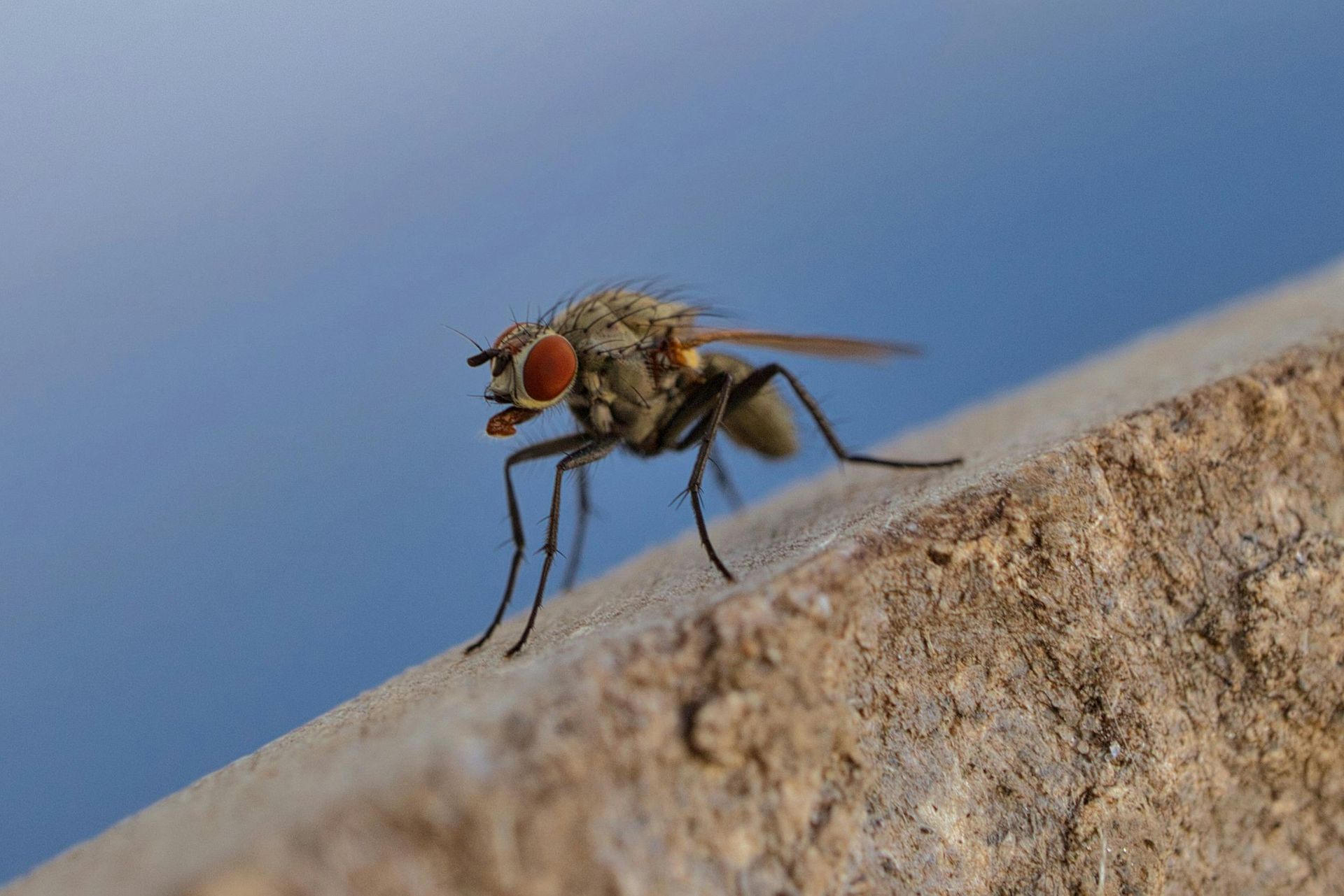 Close-up of a fly with red eyes standing on a stone ledge against a blue sky