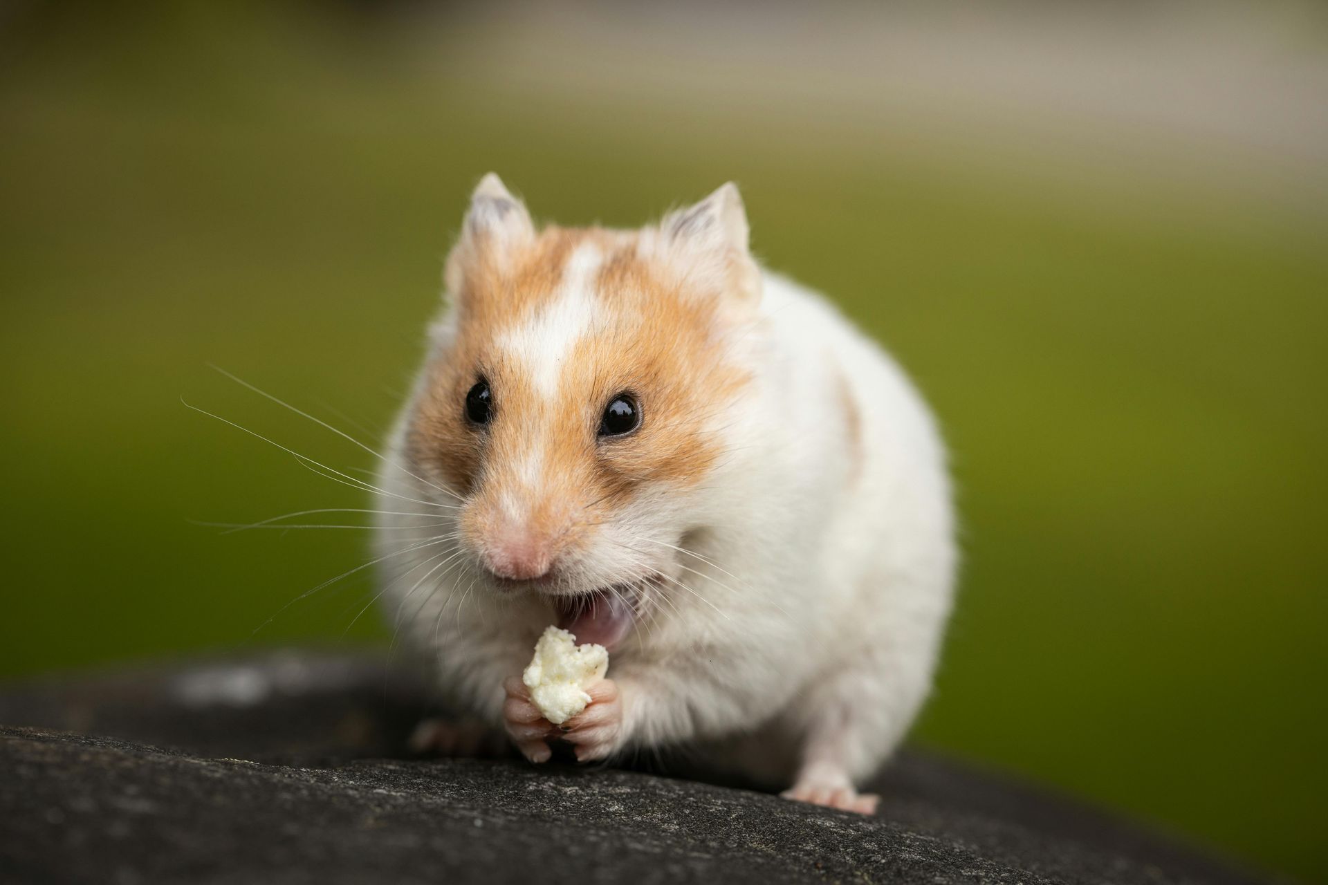White and tan hamster holding food on a dark surface with a blurred green background