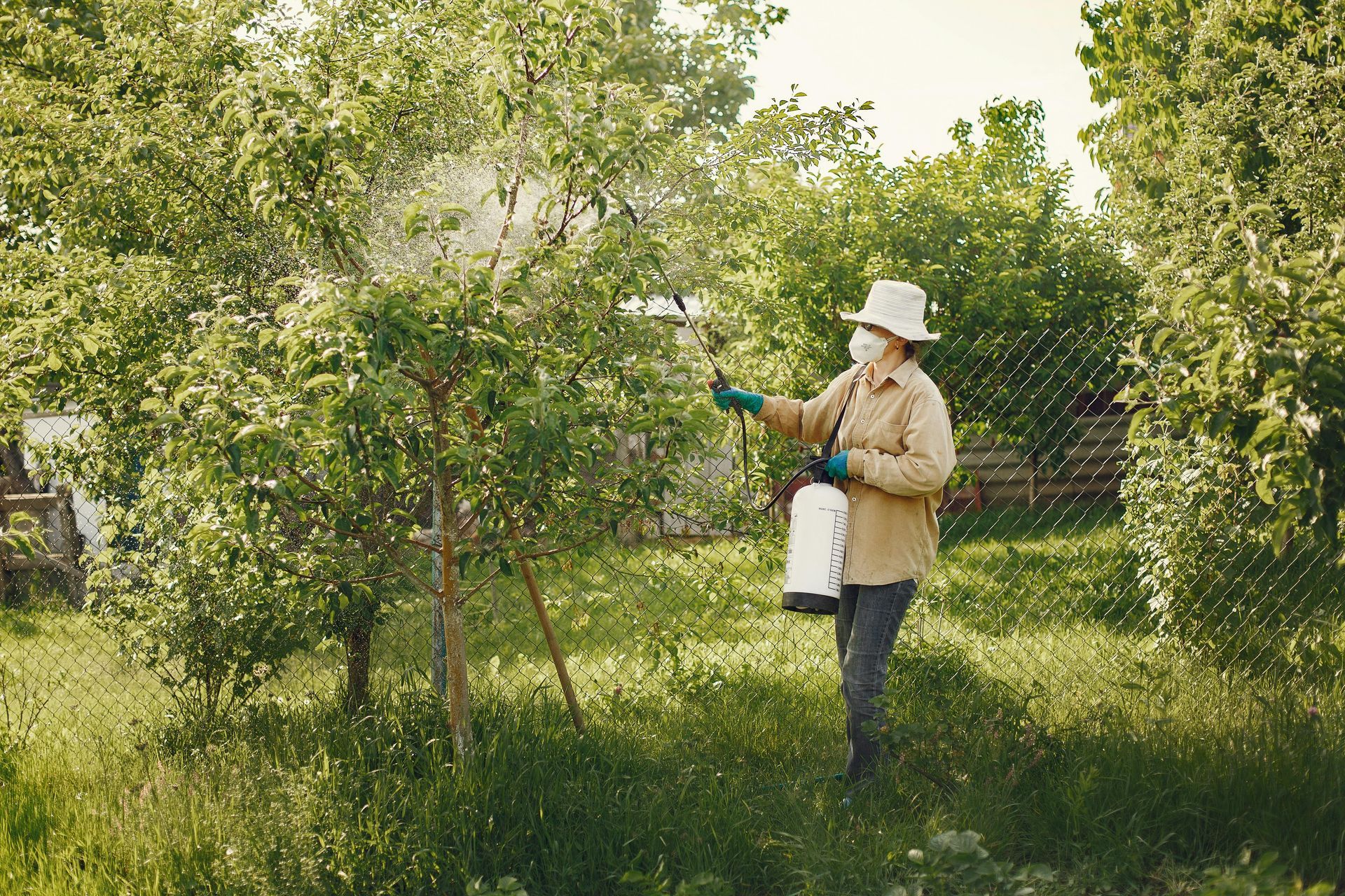 Person spraying trees in a sunny orchard with a backpack sprayer and white hat