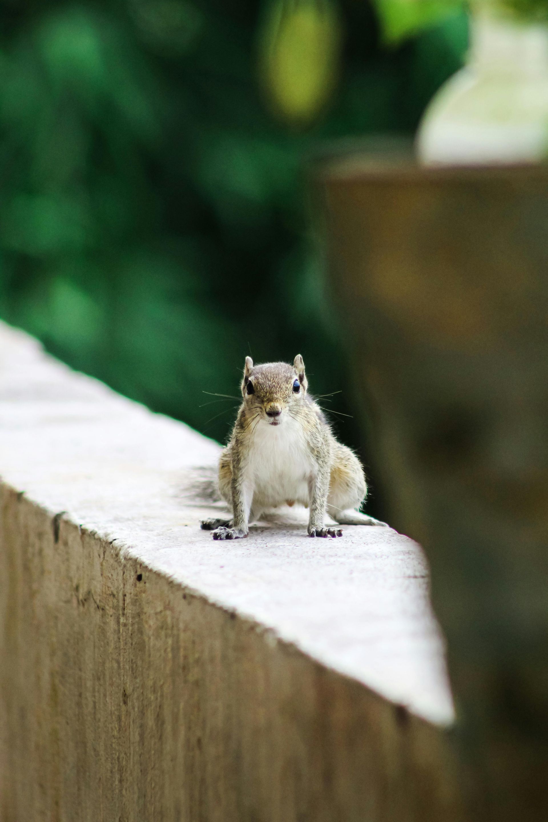 Small gray squirrel sitting on a concrete ledge, with a blurred green background.