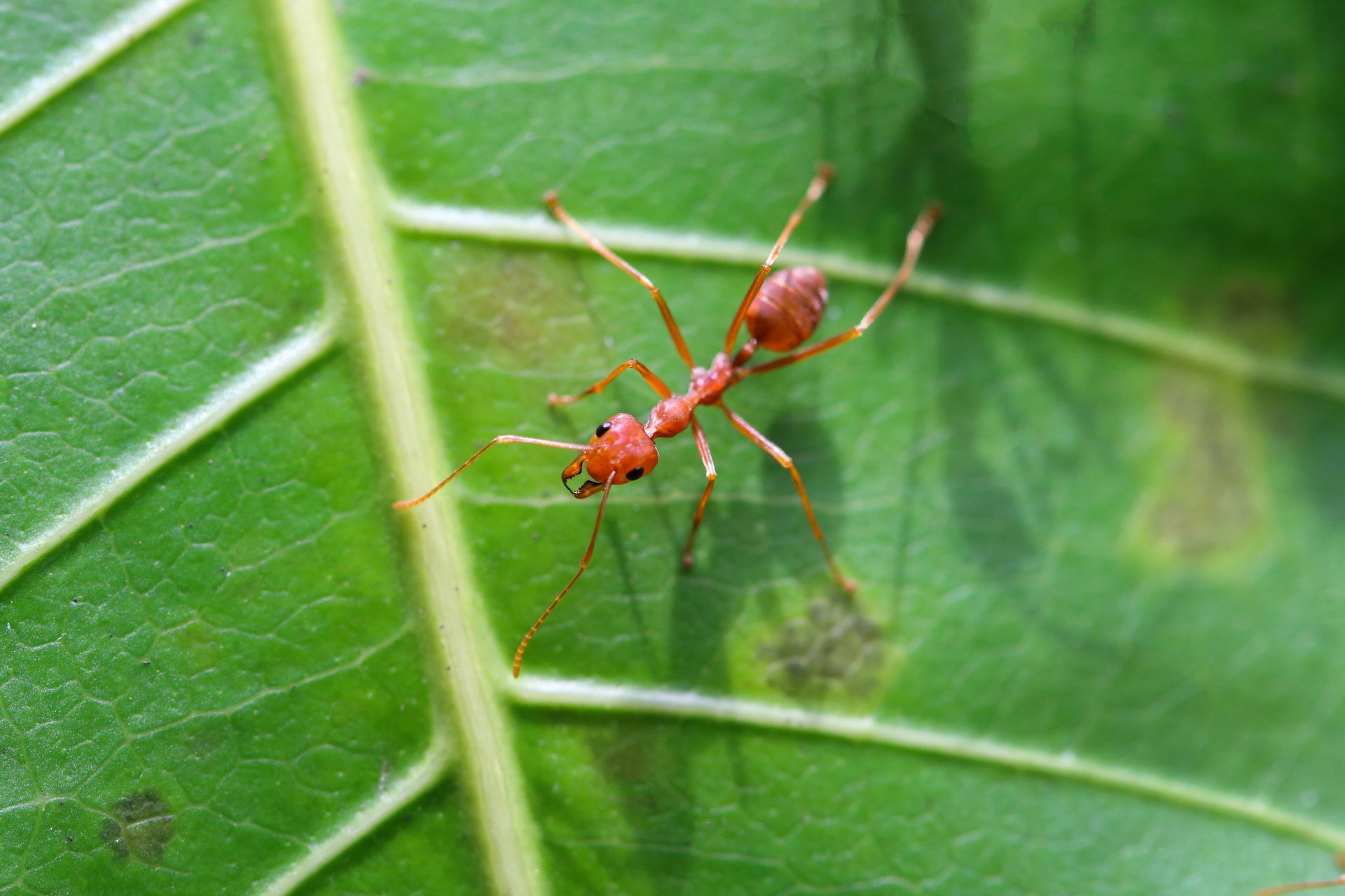 Red ant on a green leaf with visible veins and some brown spots.