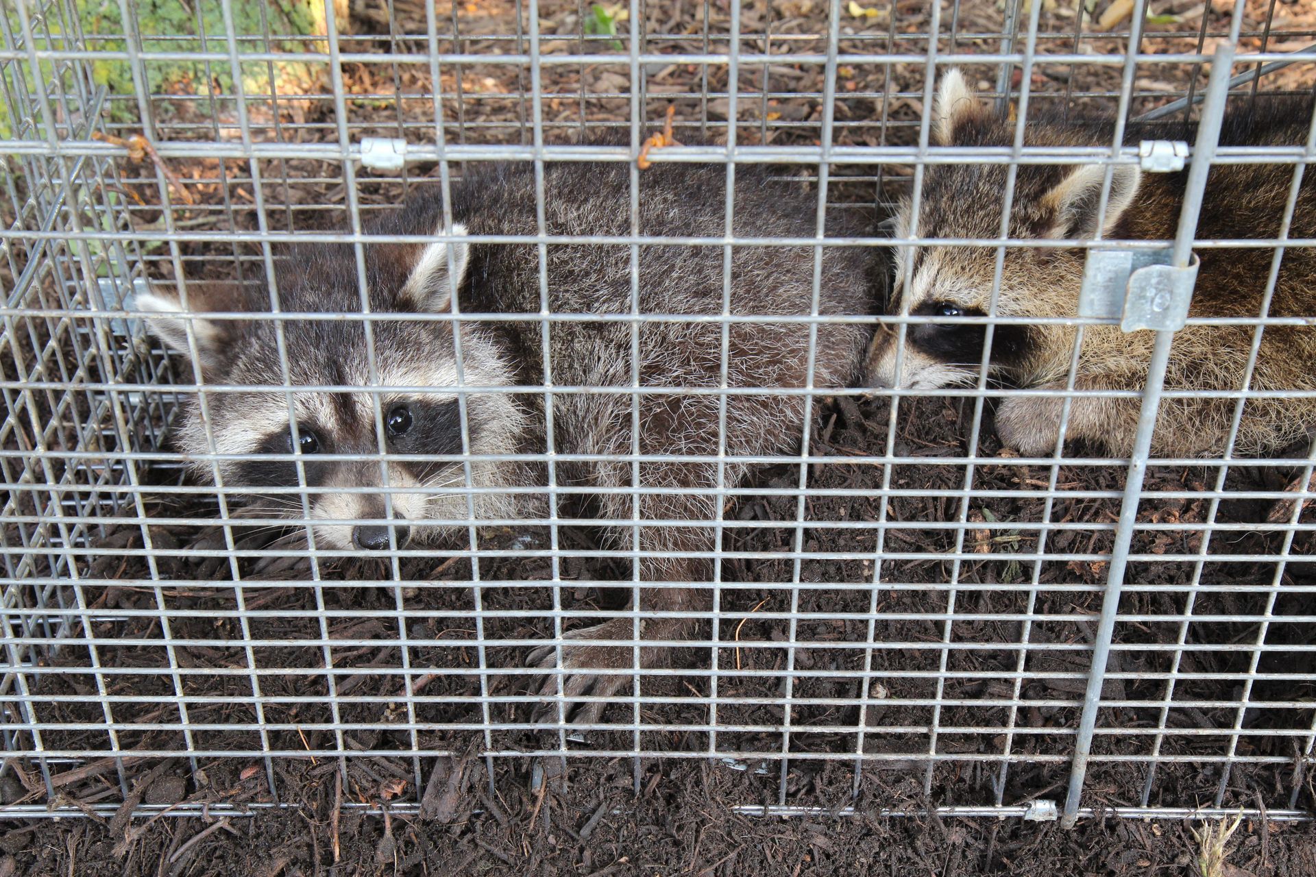 Two raccoons trapped in a metal cage, looking out with black masks.