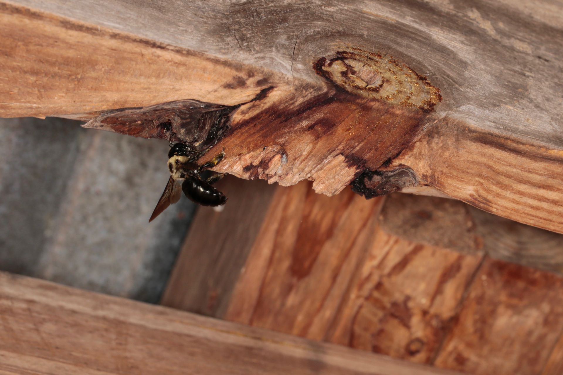 Black carpenter bee on wood, boring into a beam; nest visible.