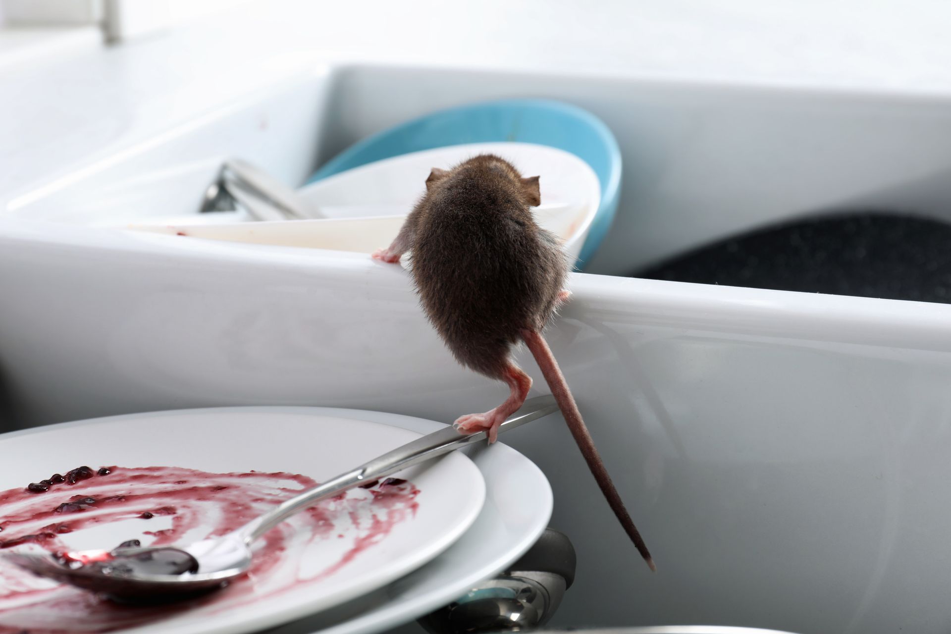 Mouse standing on dirty dishes in a sink, reaching towards a clean basin.