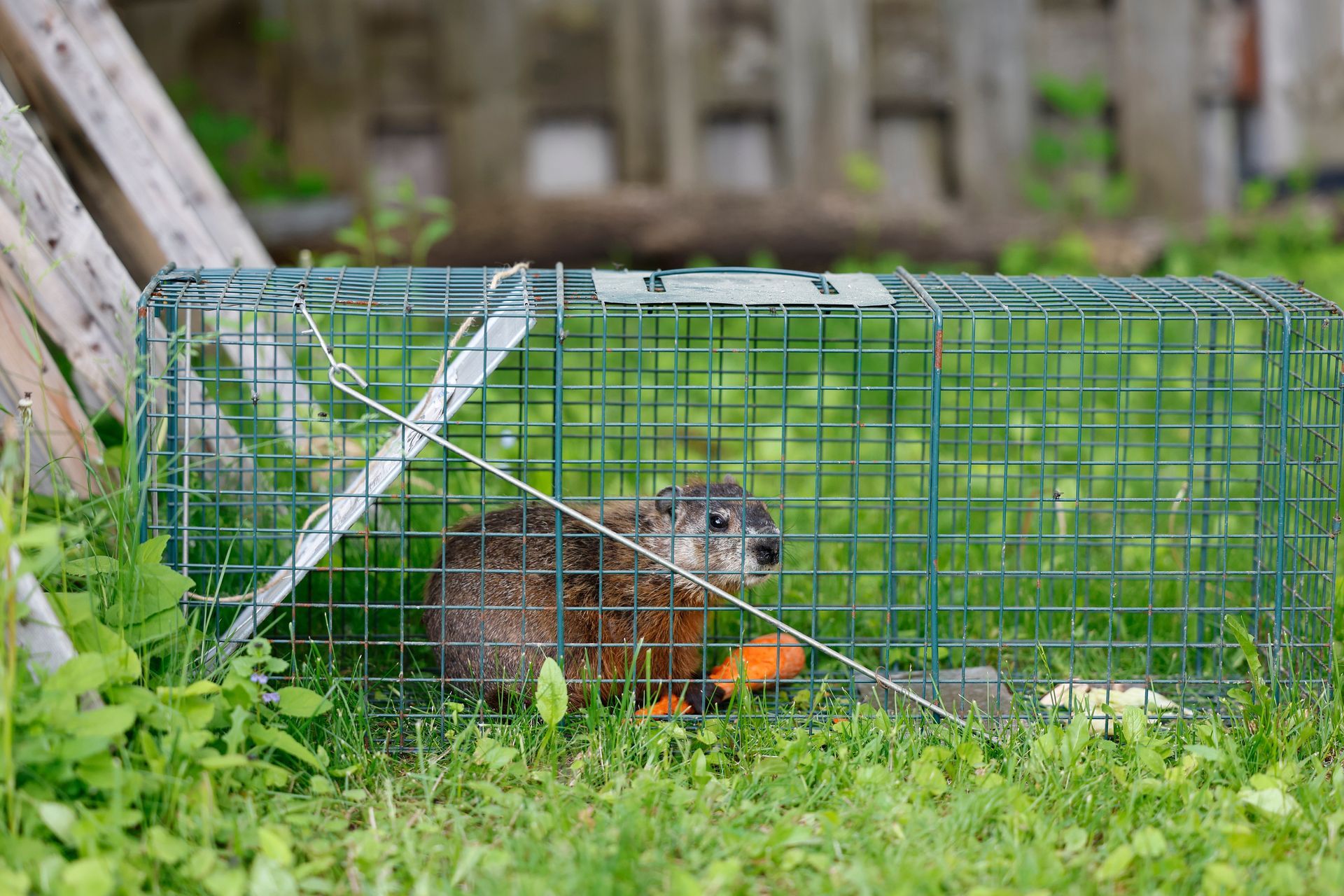 Groundhog trapped in a green cage on grass; fence in the background.