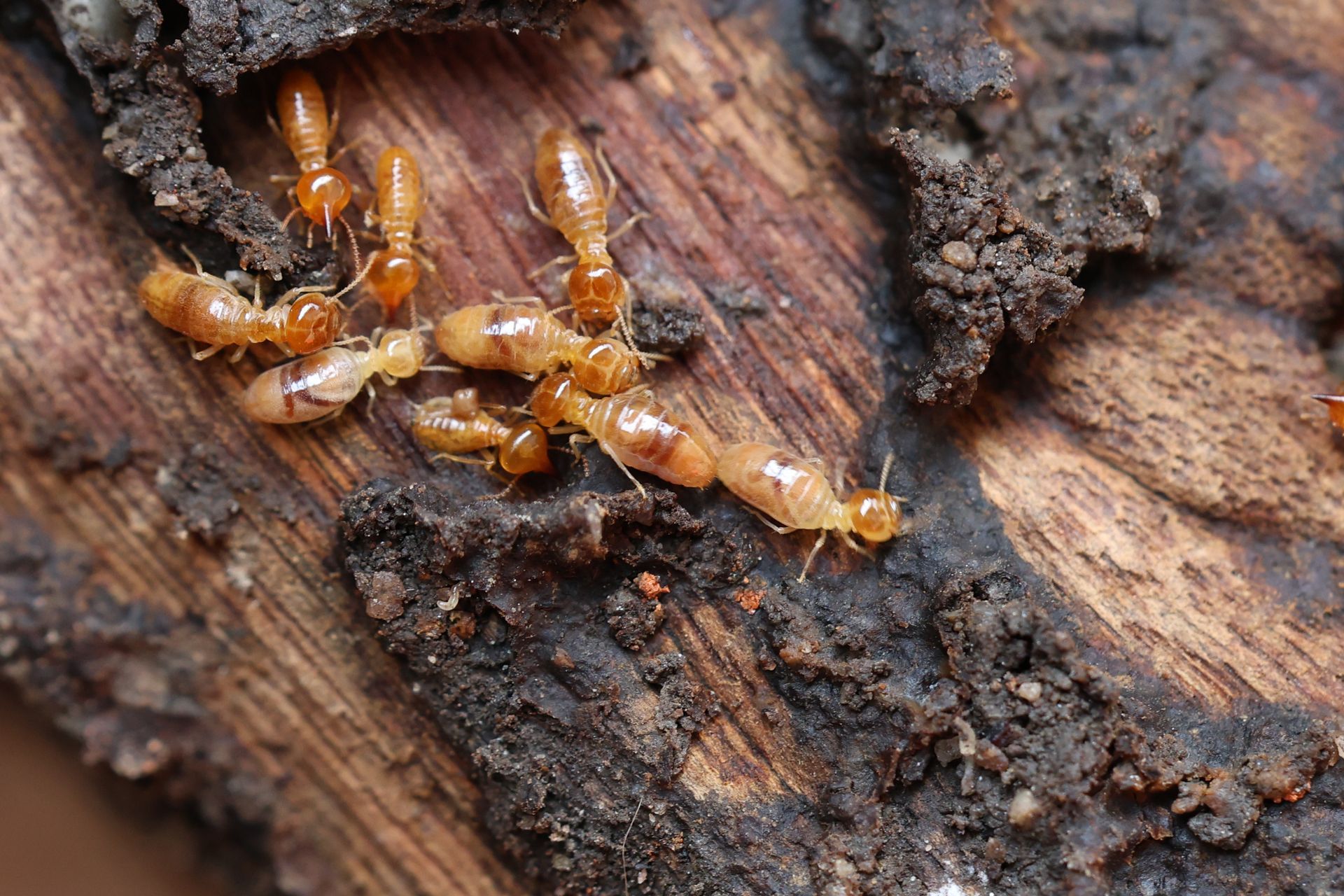 Termites on wood, light brown bodies, dark debris in wood, close-up.