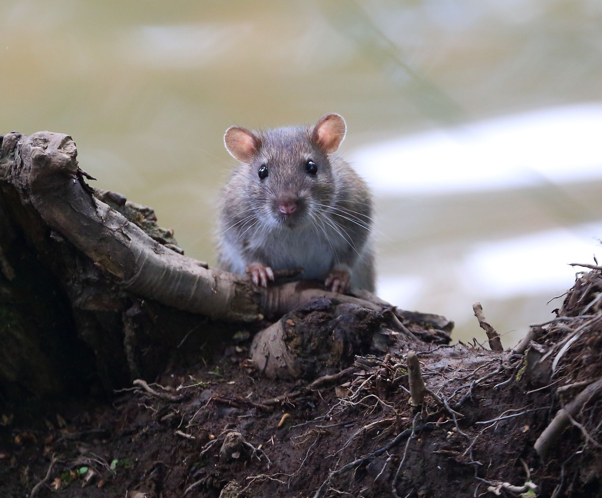 A brown rat perched on a tree branch, looking toward the camera.