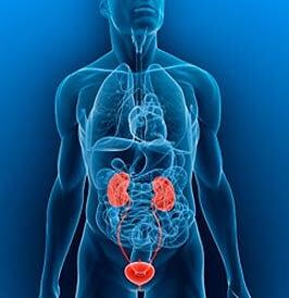 MEDICO UROLOGO