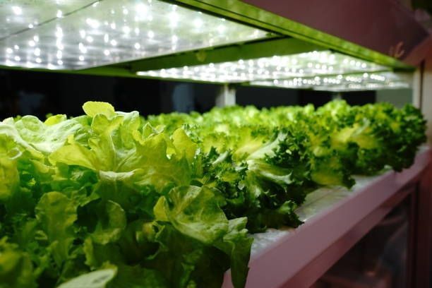 A row of lettuce growing in a greenhouse under lights.