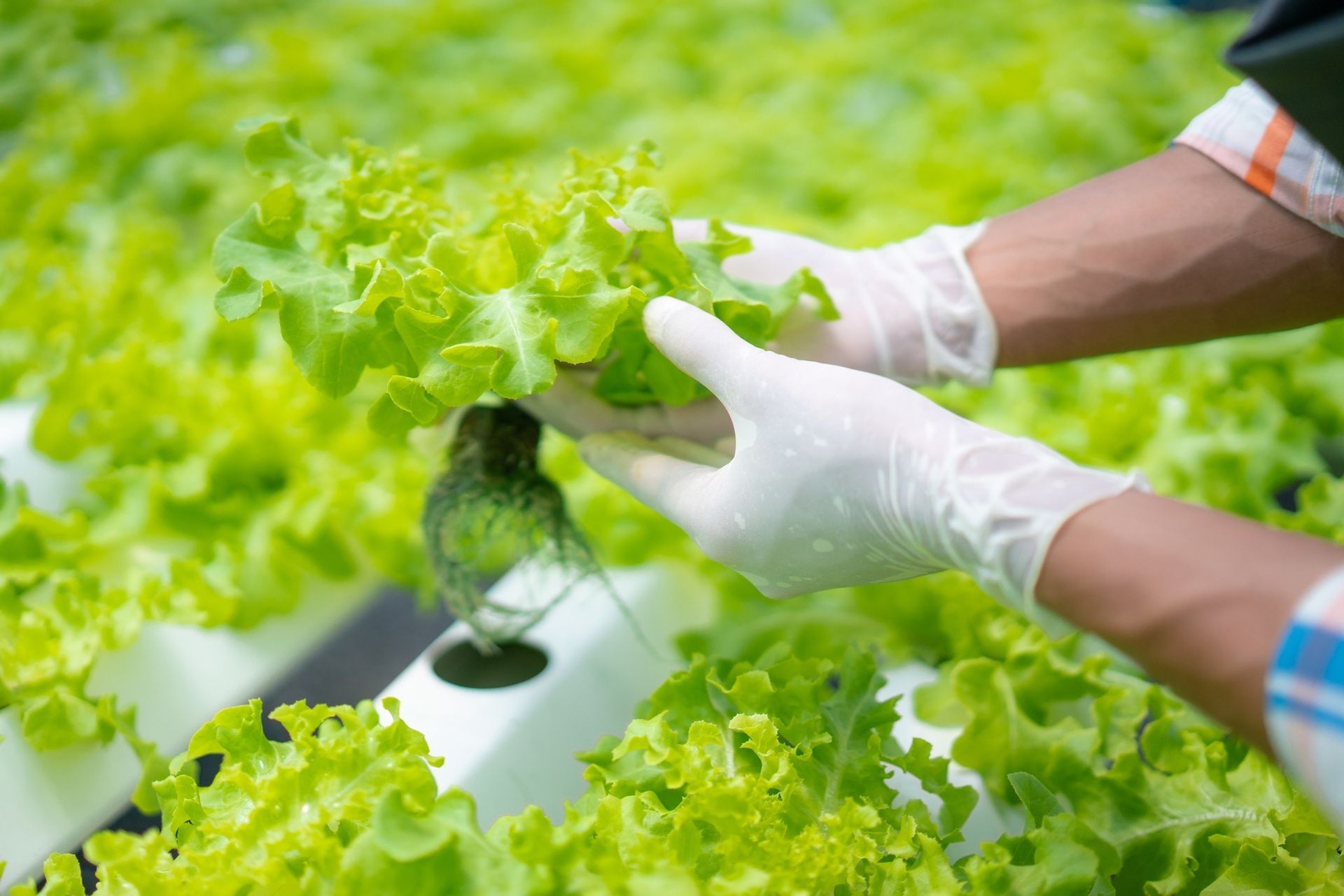 A person wearing gloves is picking lettuce from a hydroponic garden.