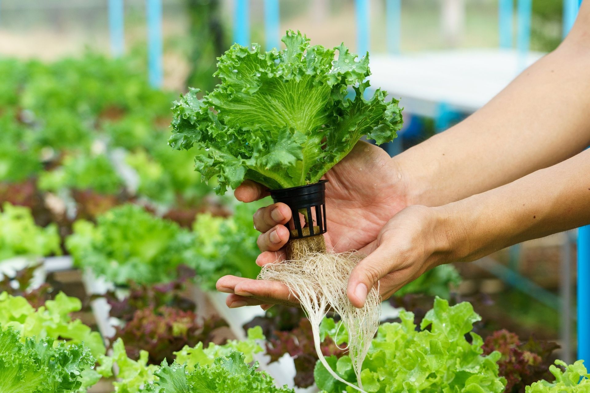 A person is holding a lettuce plant with roots in their hands.
