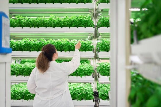 A woman is holding a piece of lettuce in a greenhouse.