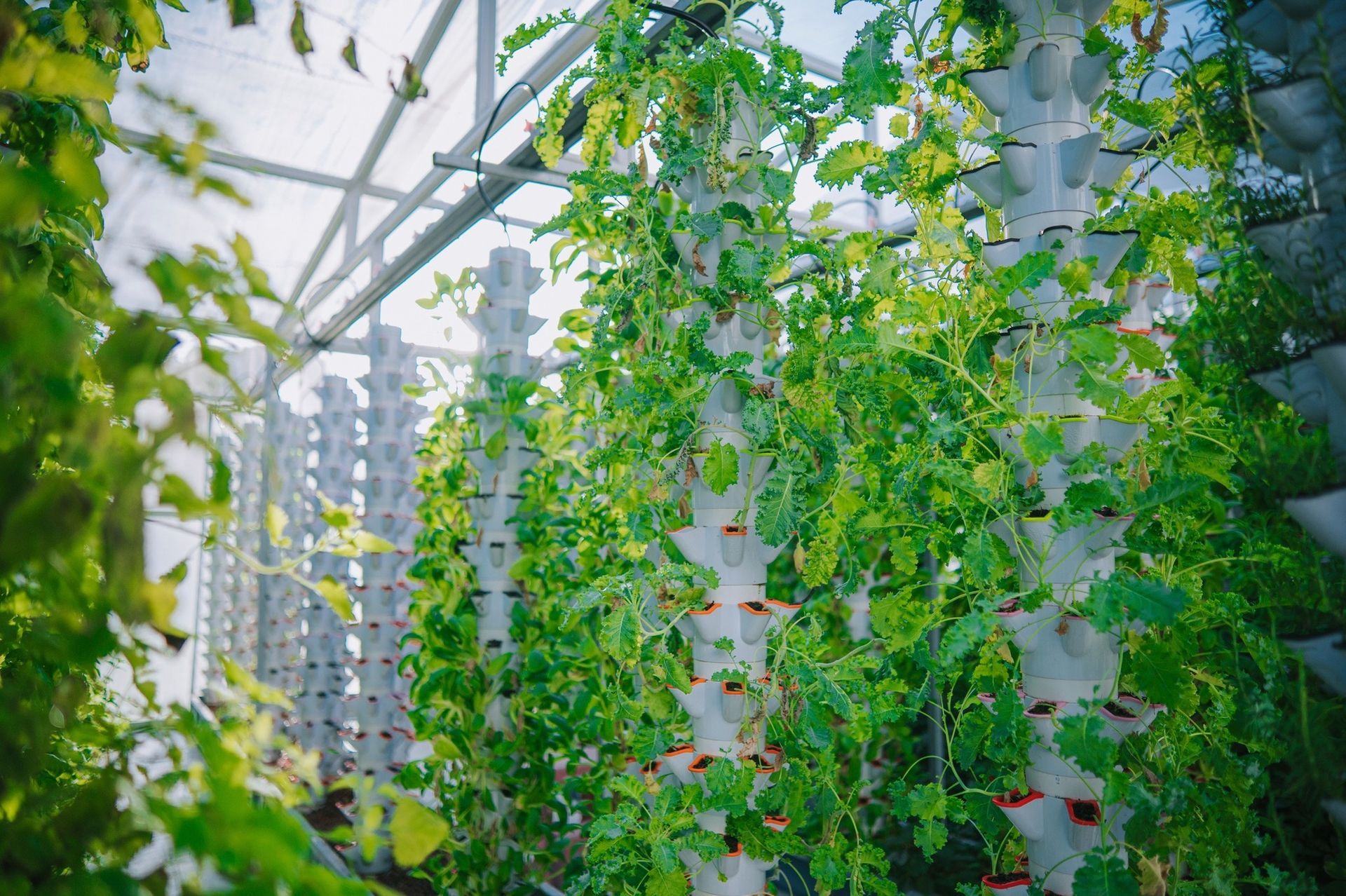 A greenhouse filled with lots of green plants and flowers.