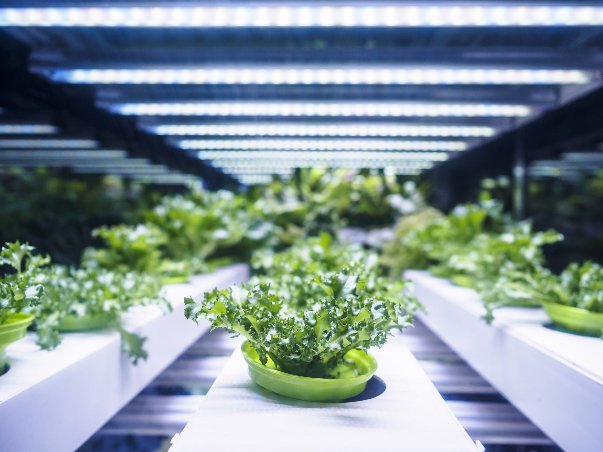 A greenhouse filled with lots of green plants and flowers.