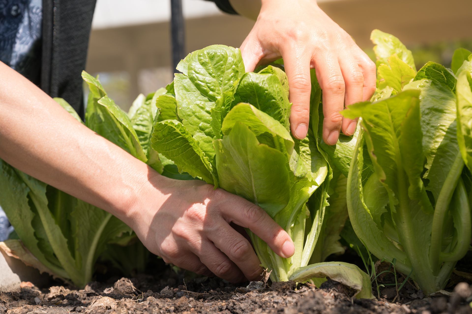 A person is picking lettuce from the ground in a garden.
