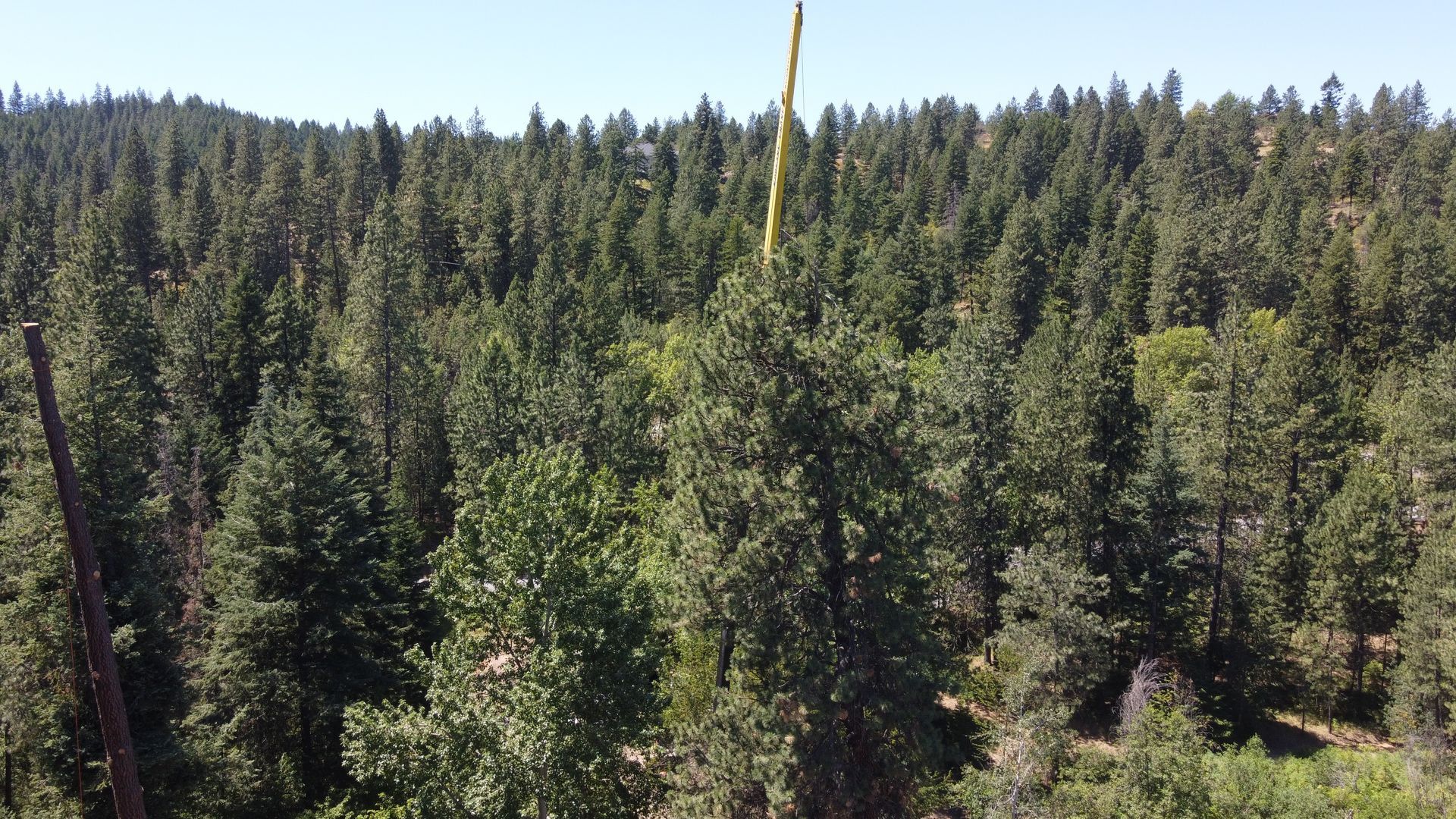 A forest with lots of trees and a yellow pole in the middle