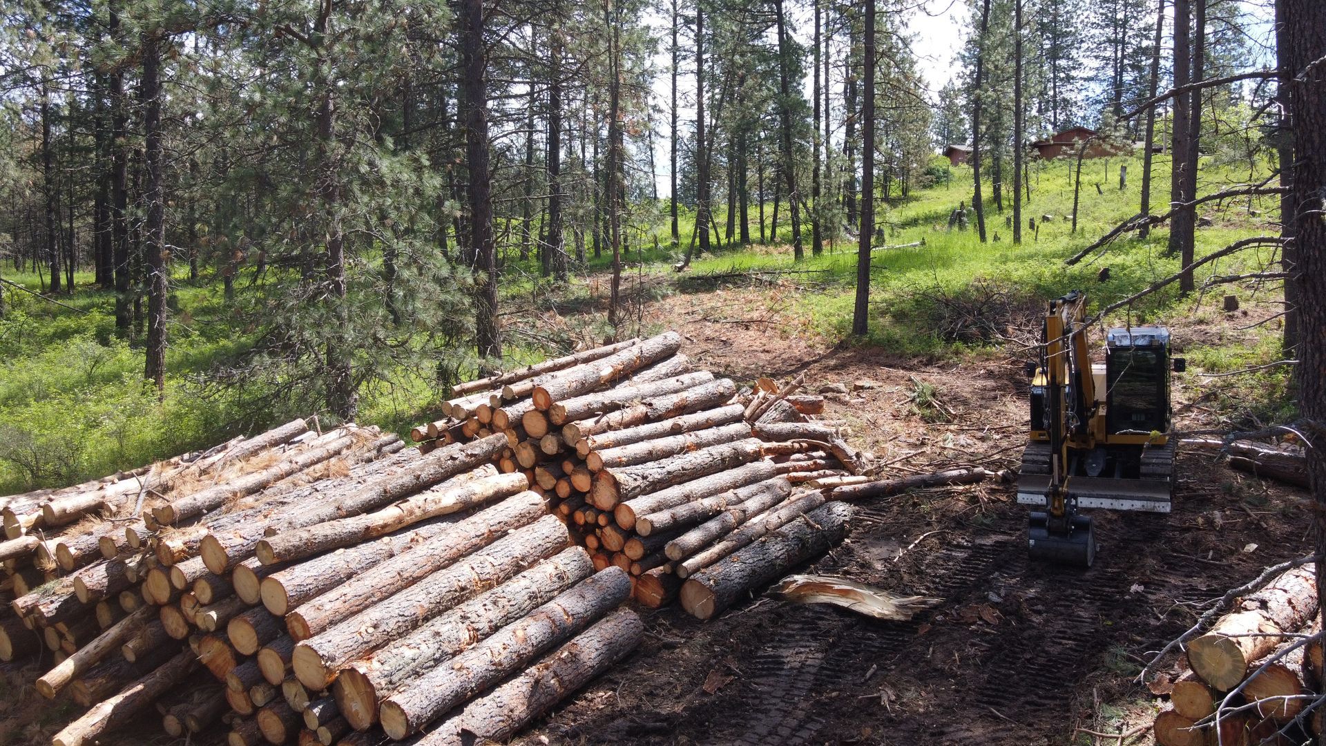 A pile of logs is sitting in the middle of a forest.