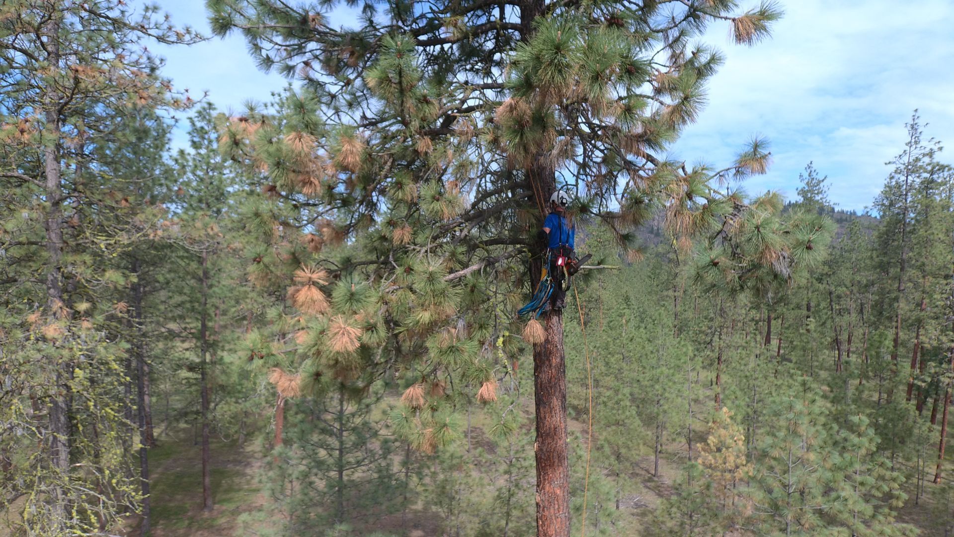 A man is climbing a tree in the middle of a forest.