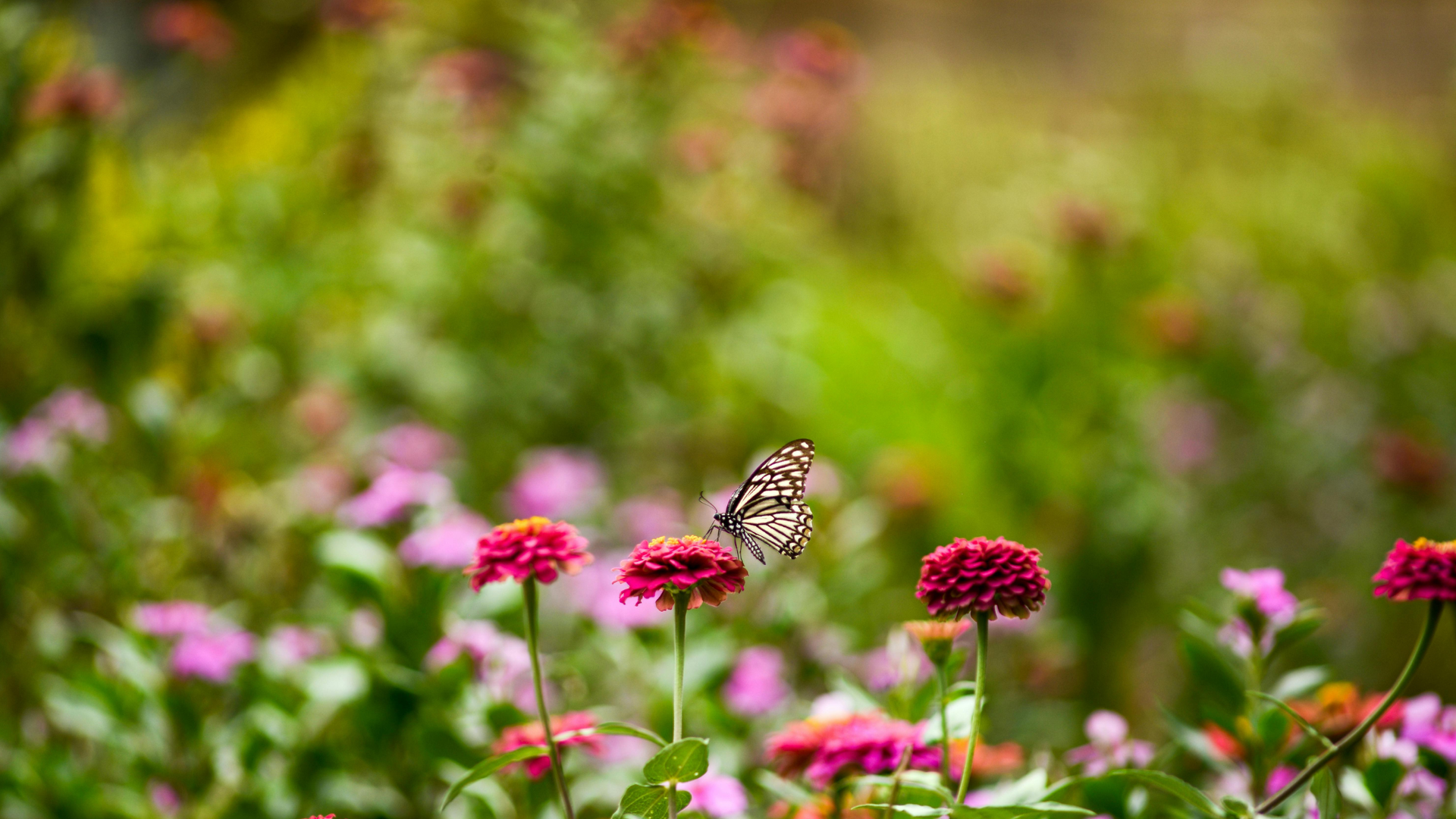 Zinnias and a swallowtail butterfly in a children's garden