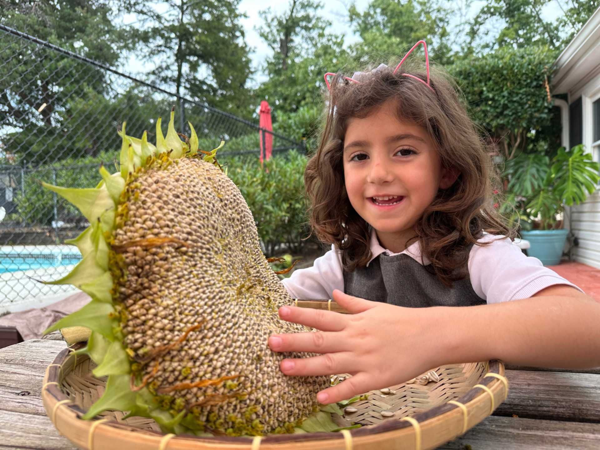 A smiling Montessori primary student exploring a large, harvested sunflower head in a woven basket during an outdoor nature study