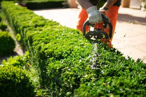 A man is trimming a hedge with a hedge trimmer.