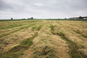 A field of hay is being harvested on a cloudy day.