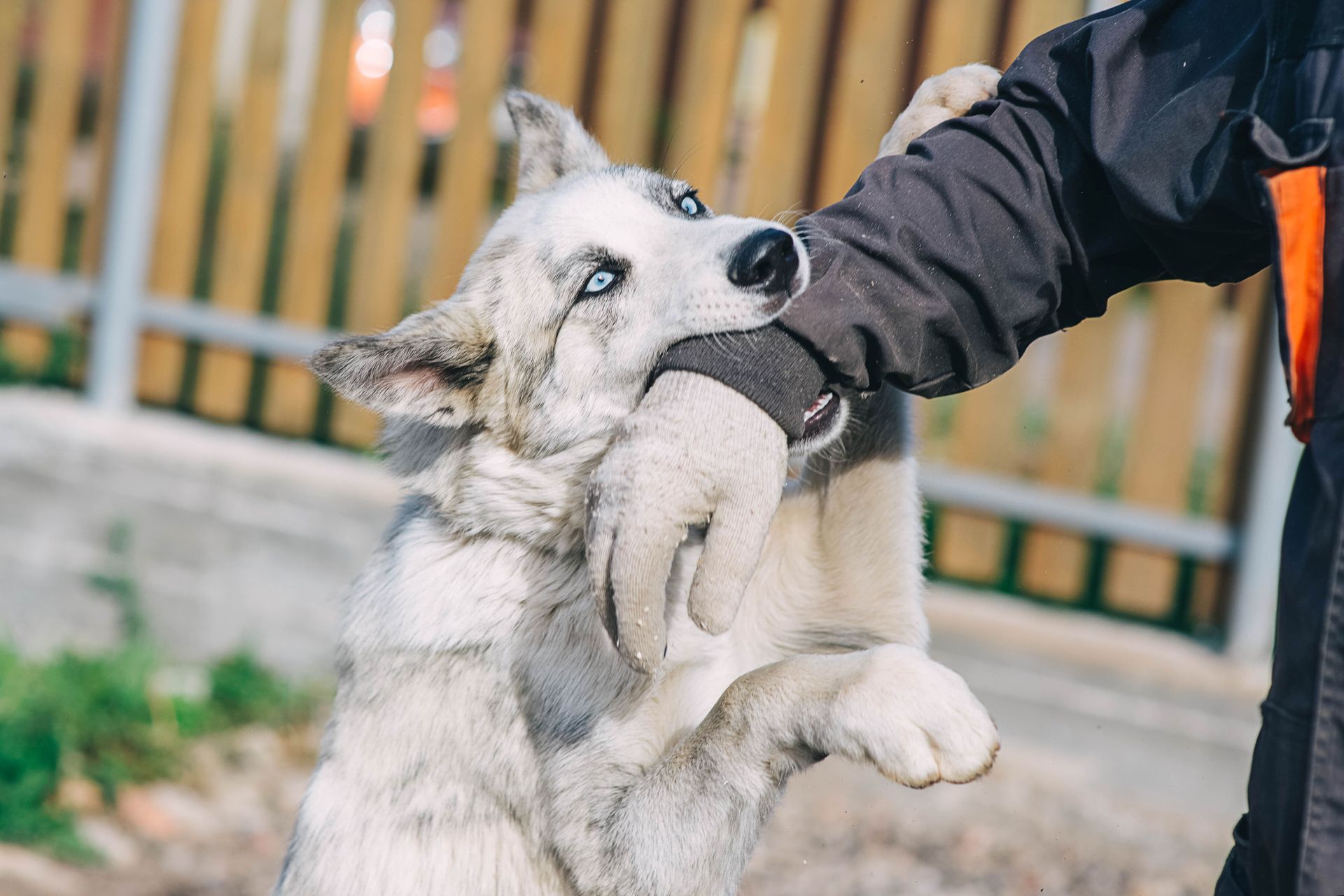 Dog with blue eyes biting a gloved hand outside.