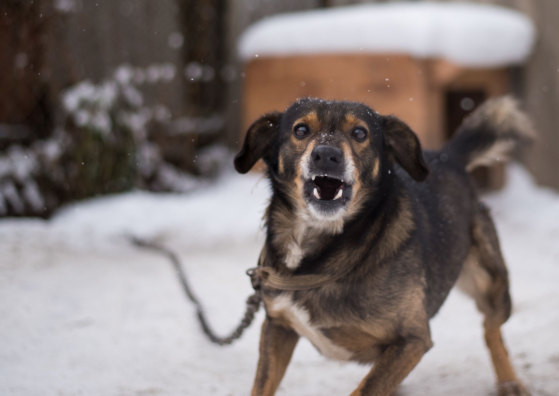 Angry brown and black dog baring teeth, chained outside in the snow.