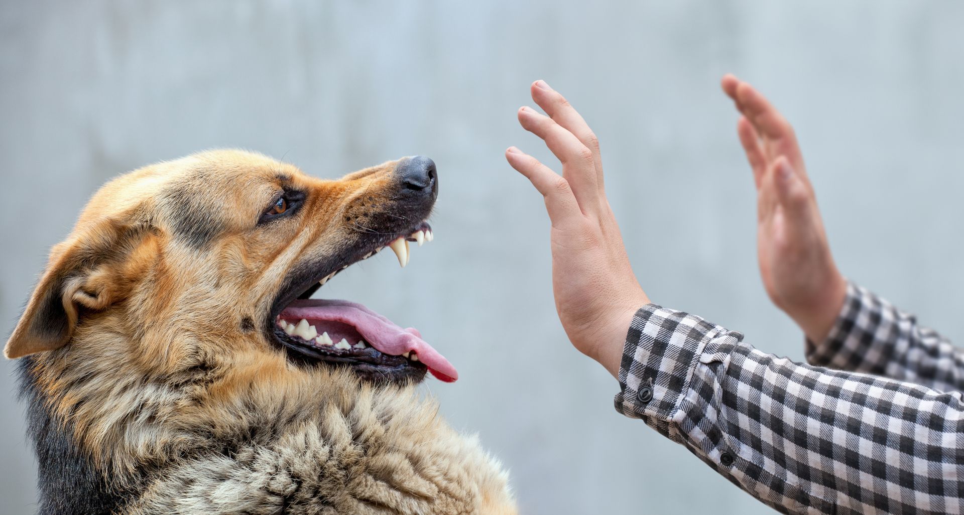 Dog lunging towards two outstretched hands.