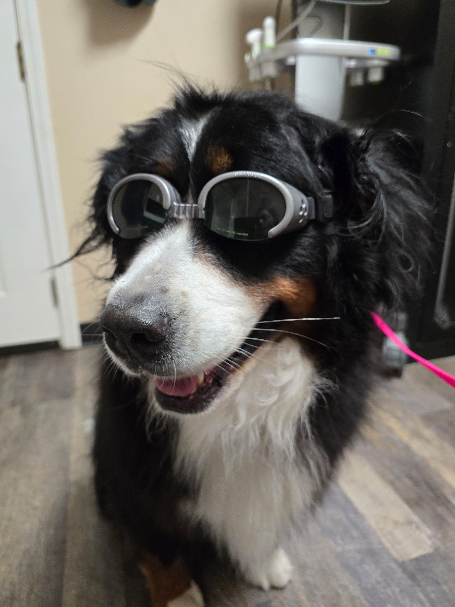 Bernese Mountain Dog wearing goggles and holding a small object in its mouth.