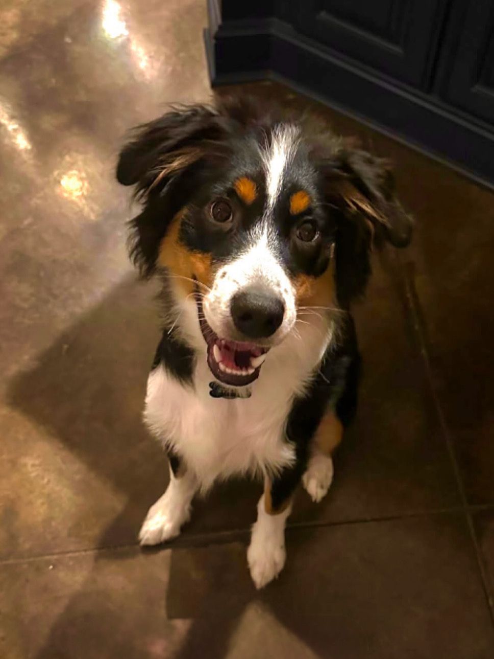 Tri-color dog with white chest, sitting and smiling, brown tiled floor, indoor.
