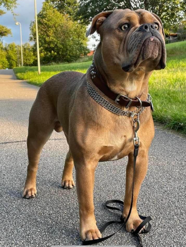 Brown bulldog on a paved path wearing a spiked collar and leash, looking up, with green grass and trees in the background.