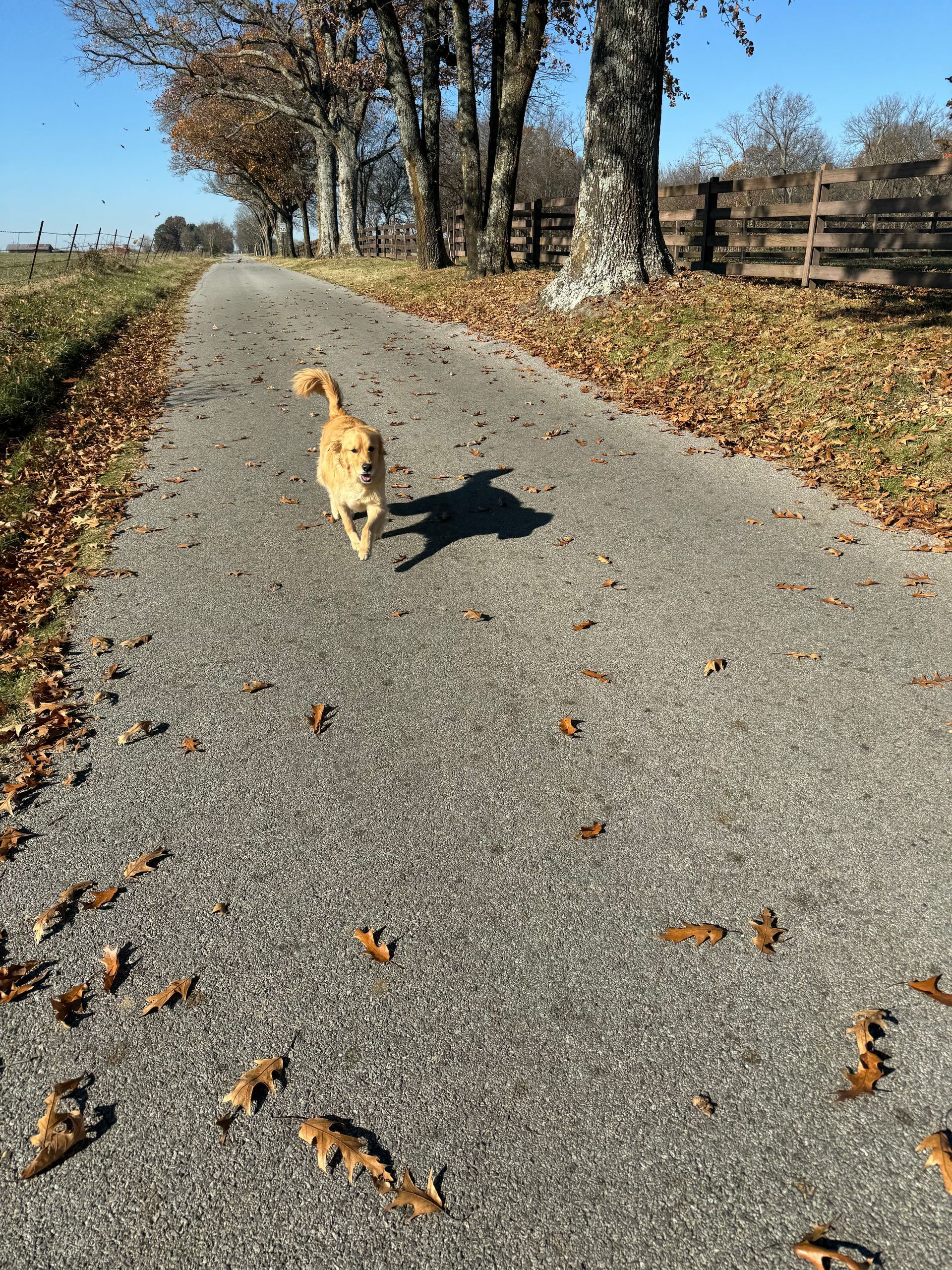 Golden cat runs down a road lined with trees, autumn leaves scattered on the ground.