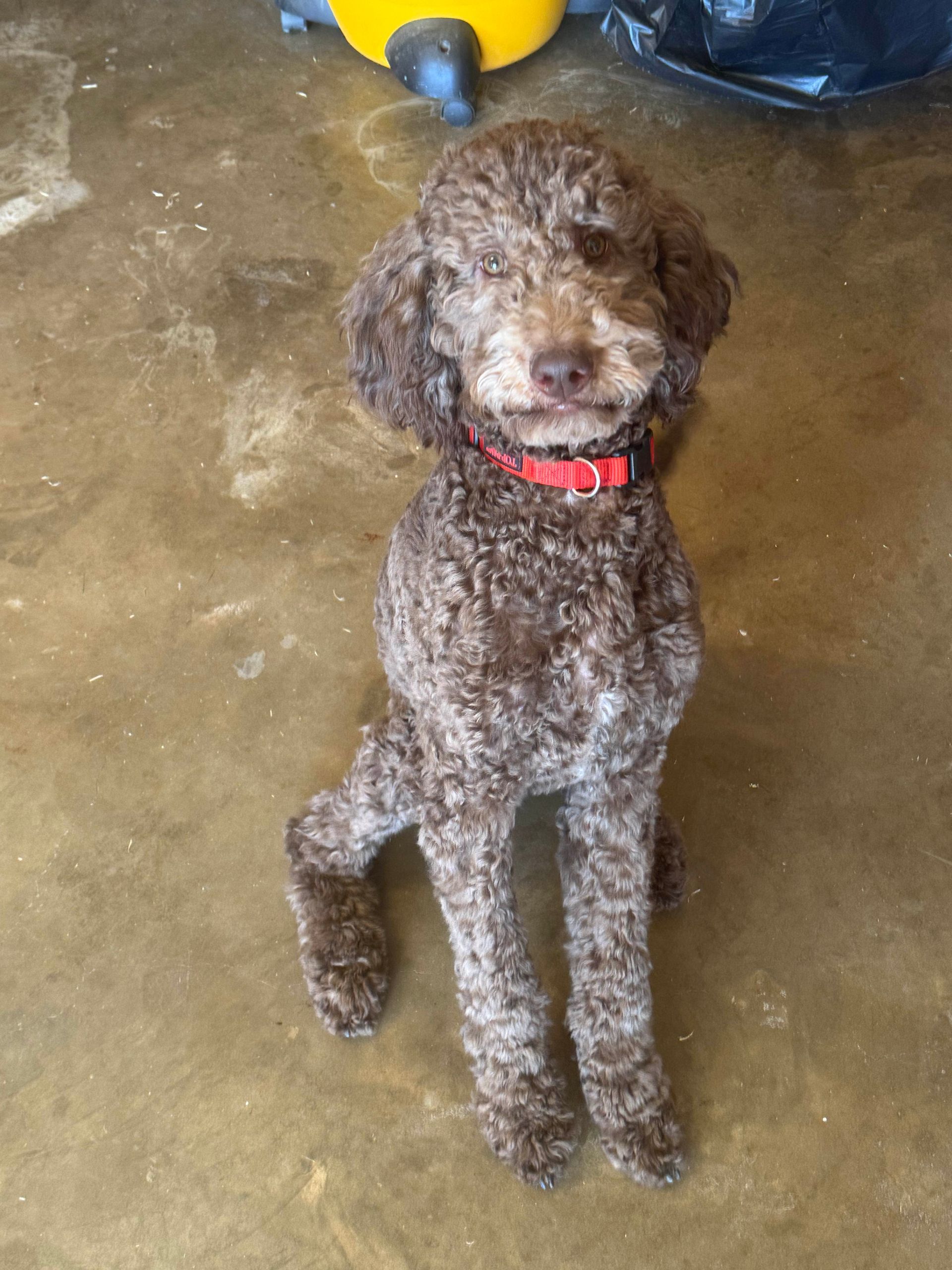 Brown poodle with a red collar sitting on a concrete floor.