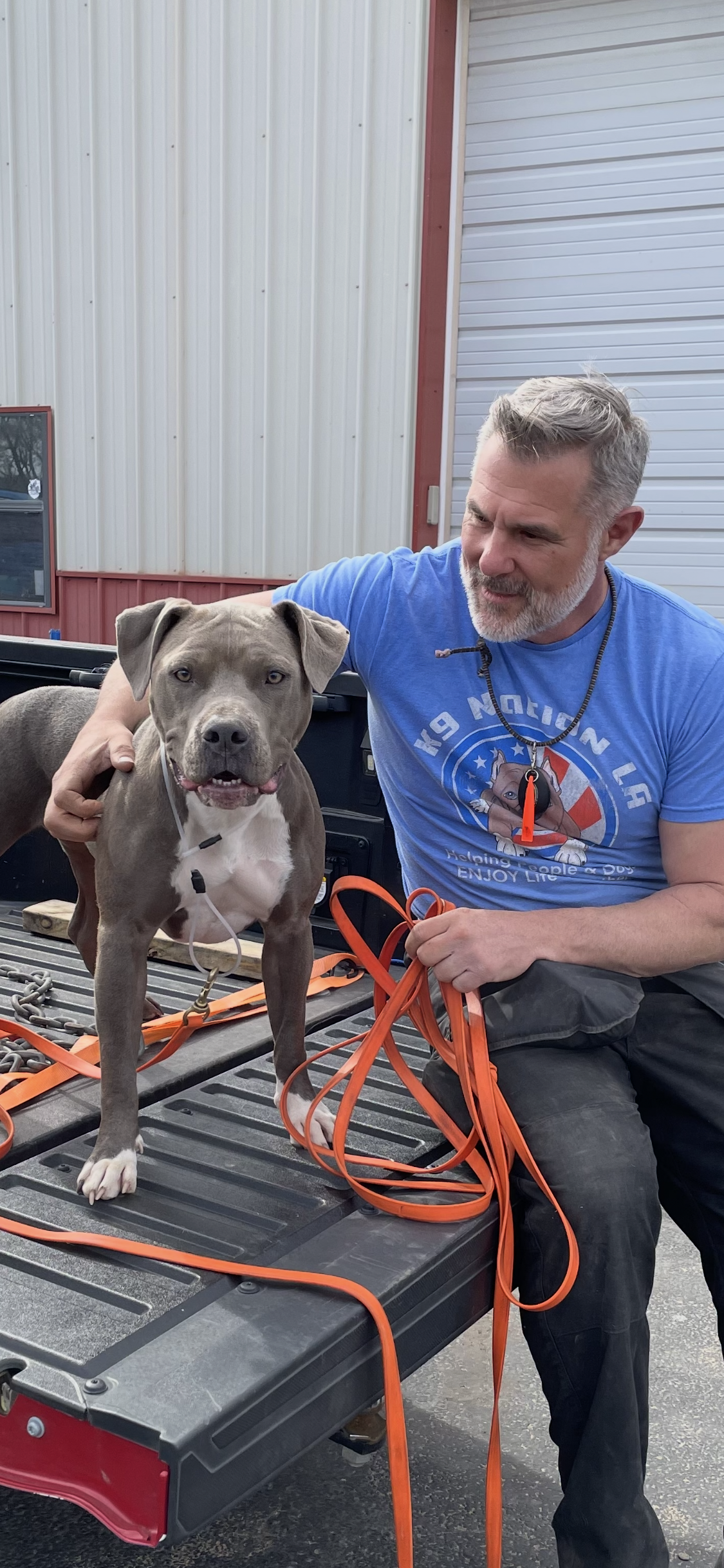 A man pets a blue pitbull on the back of a truck. They're outside near a building.